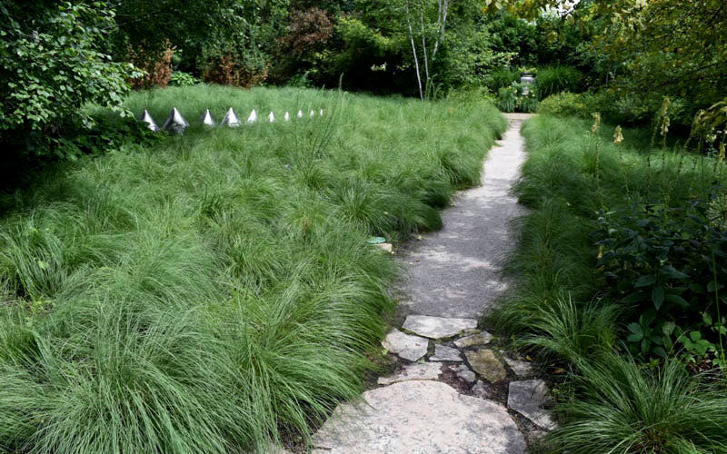  Prairie Dropseed Grass (Sporobolus Heterolepis) - 8 Pack Of 1 Gallon Pots