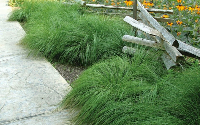  Prairie Dropseed Grass (Sporobolus Heterolepis) - 1 Gallon Pot