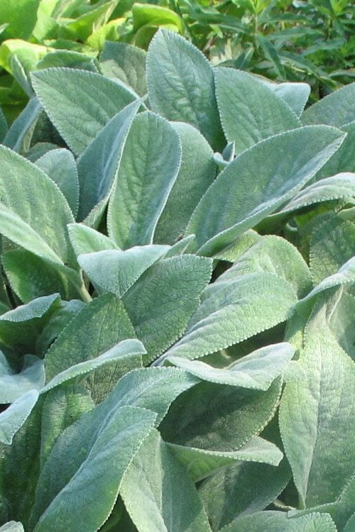  Helen Von Stein Lambs Ears (Big Ears) - 1 Gallon Pot
