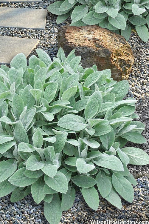 Helen Von Stein Lambs Ears (Big Ears) - 12 Pack Of Quart Pots