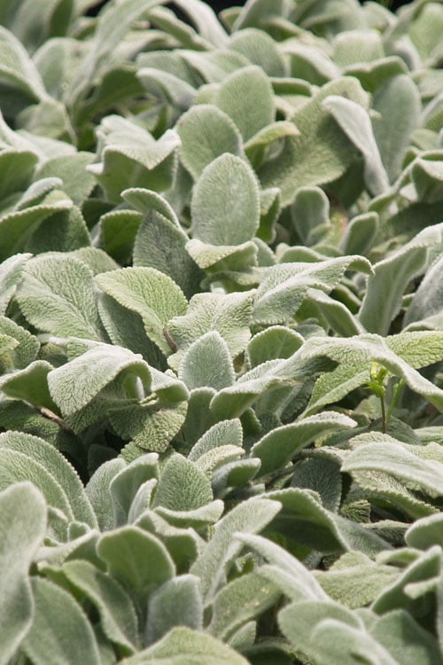  Silver Carpet Lambs Ears (Stachys) - 6 Pack Of Pint Pots