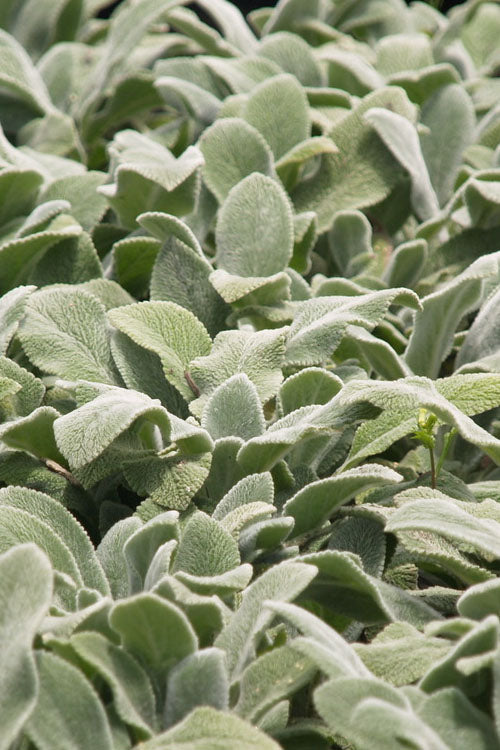  Silver Carpet Lambs Ears (Stachys) - 1 Gallon Pot