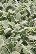  Silver Carpet Lambs Ears (Stachys) - 6 Pack Of Pint Pots