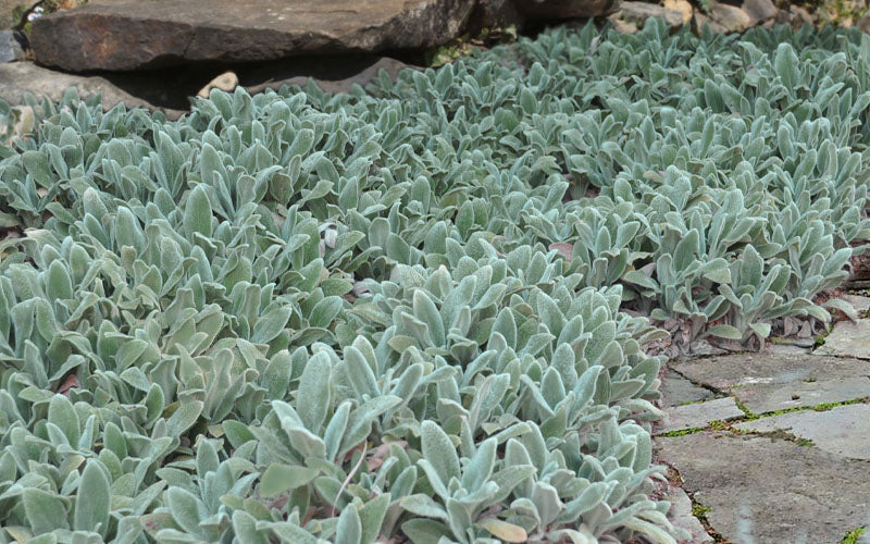  Silver Carpet Lambs Ears (Stachys) - 1 Gallon Pot