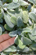  Silky Fleece Dwarf Lambs Ear (Stachys Byzantina) - 10 Pack Of Quarts Pots