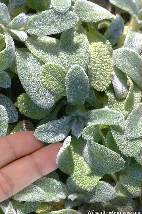  Silky Fleece Dwarf Lambs Ear (Stachys Byzantina) - 10 Pack Of Quarts Pots