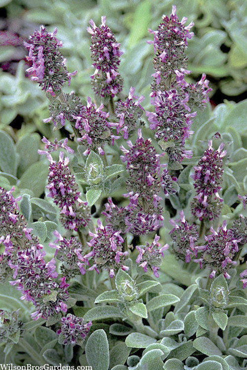  Silky Fleece Dwarf Lambs Ear (Stachys Byzantina) - 10 Pack Of Quarts Pots
