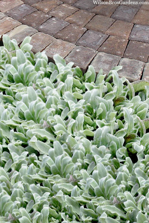  Silky Fleece Dwarf Lambs Ear (Stachys Byzantina) - 10 Pack Of Quarts Pots