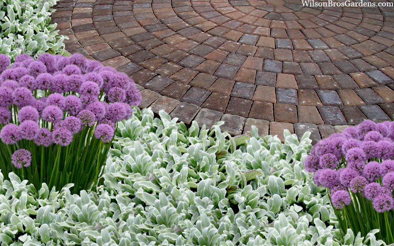  Silky Fleece Dwarf Lambs Ear (Stachys Byzantina) - 10 Pack Of Quarts Pots