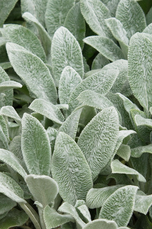  Silver Carpet Lambs Ears (Stachys) - 6 Pack Of Pint Pots