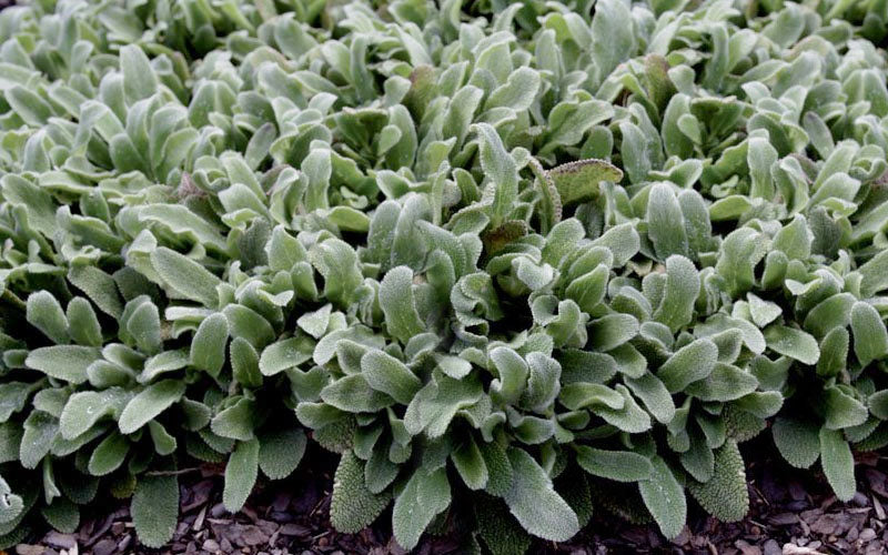  Silky Fleece Dwarf Lambs Ear (Stachys Byzantina) - 5 Pack Of Quarts Pots