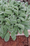  Silky Fleece Dwarf Lambs Ear (Stachys Byzantina) - 5 Pack Of Quarts Pots