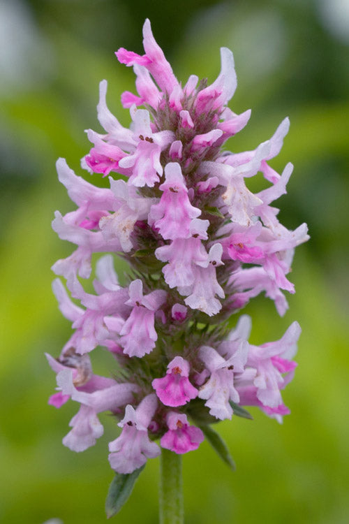  Summer Crush Betony (Stachys) - 1 Gallon Pot
