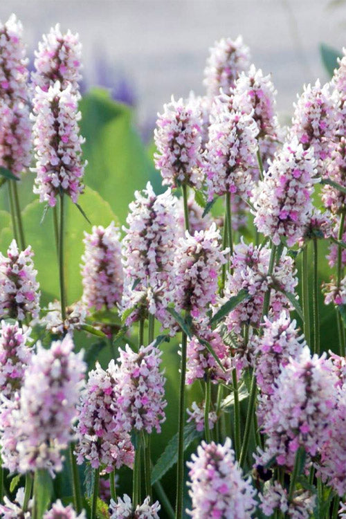  Summer Crush Betony (Stachys) - 1 Gallon Pot