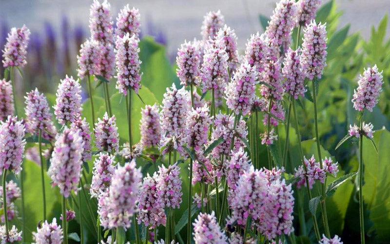  Summer Crush Betony (Stachys) - 1 Gallon Pot