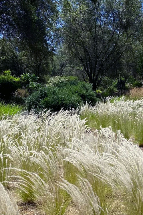  Peruvian Feather Grass (Stipa Ichu) - 1 Gallon Pot