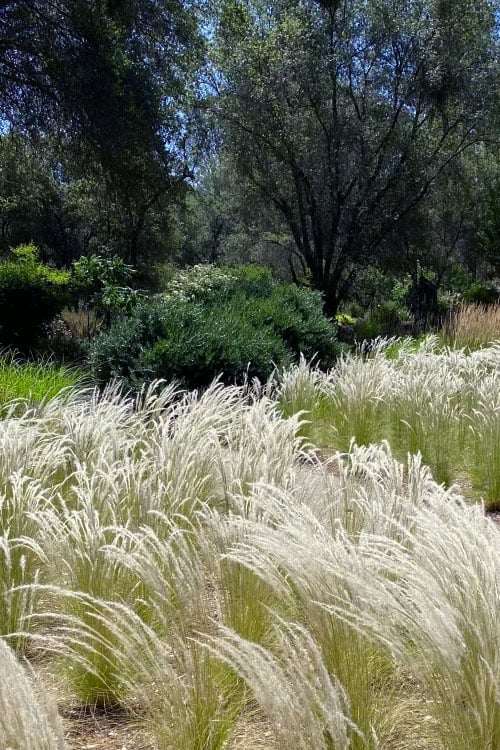  Peruvian Feather Grass (Stipa Ichu) - 1 Gallon Pot