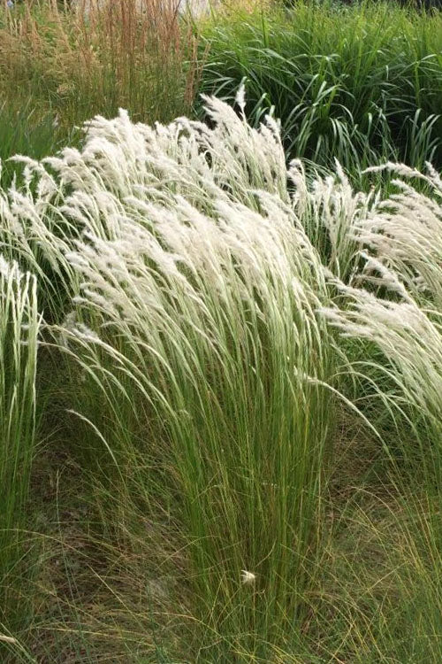  Peruvian Feather Grass (Stipa Ichu) - 1 Gallon Pot