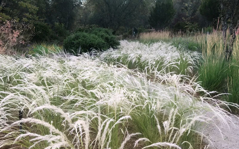  Peruvian Feather Grass (Stipa Ichu) - 1 Gallon Pot