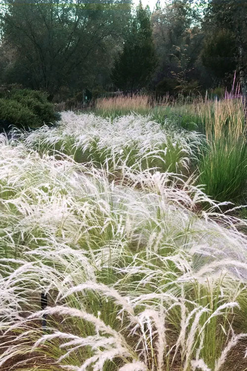  Peruvian Feather Grass (Stipa Ichu) - 1 Gallon Pot