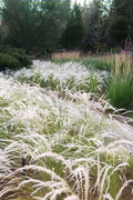  Peruvian Feather Grass (Stipa Ichu) - 1 Gallon Pot