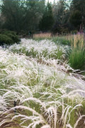  Peruvian Feather Grass (Stipa Ichu) - 1 Gallon Pot