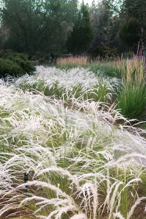  Peruvian Feather Grass (Stipa Ichu) - 1 Gallon Pot