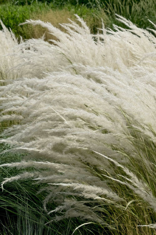  Peruvian Feather Grass (Stipa Ichu) - 1 Gallon Pot