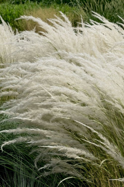  Peruvian Feather Grass (Stipa Ichu) - 1 Gallon Pot