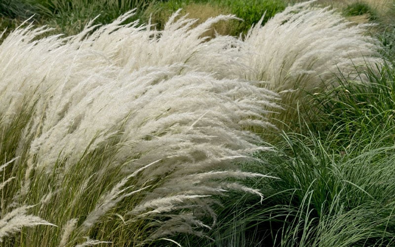  Peruvian Feather Grass (Stipa Ichu) - 1 Gallon Pot