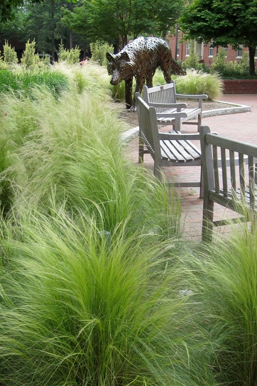  Pony Tails Mexican Feather Grass (Stipa Tennuissima) - 5 Pack Of Quart Pots