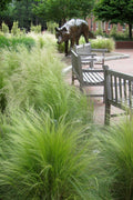  Pony Tails Mexican Feather Grass - Stipa Tennuissima - 6 Pack Of 1 Gallon Pots