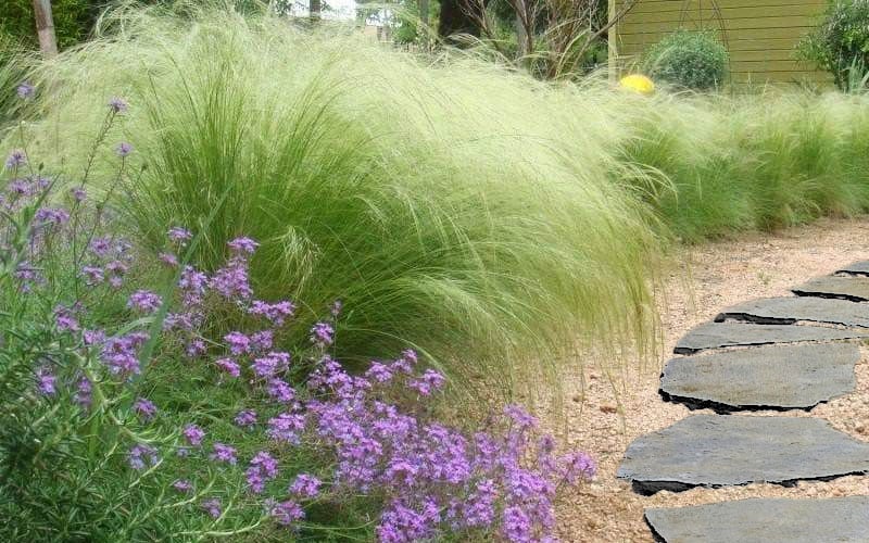  Pony Tails Mexican Feather Grass (Stipa Tennuissima) - 5 Pack Of Quart Pots
