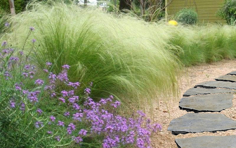  Pony Tails Mexican Feather Grass - Stipa Tennuissima - 6 Pack Of 1 Gallon Pots