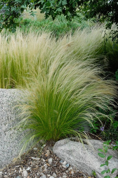  Pony Tails Mexican Feather Grass - Stipa Tennuissima - 1 Gallon Pot