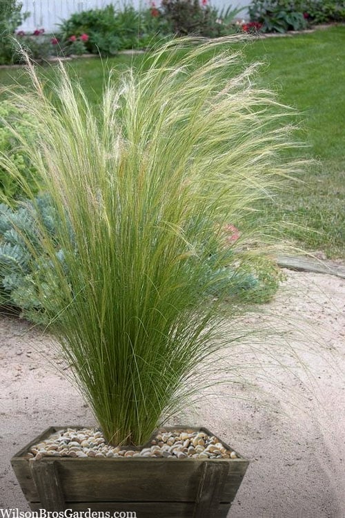  Pony Tails Mexican Feather Grass (Stipa Tennuissima) - 5 Pack Of Quart Pots
