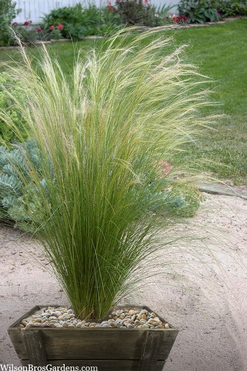  Pony Tails Mexican Feather Grass - Stipa Tennuissima - 1 Gallon Pot