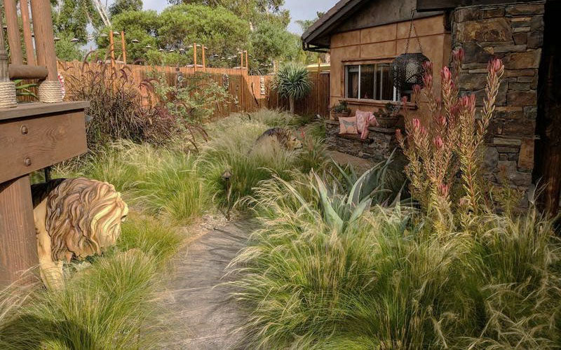  Pony Tails Mexican Feather Grass (Stipa Tennuissima) - 5 Pack Of Quart Pots