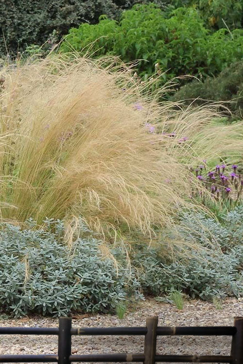  Pony Tails Mexican Feather Grass - Stipa Tennuissima - 6 Pack Of 1 Gallon Pots