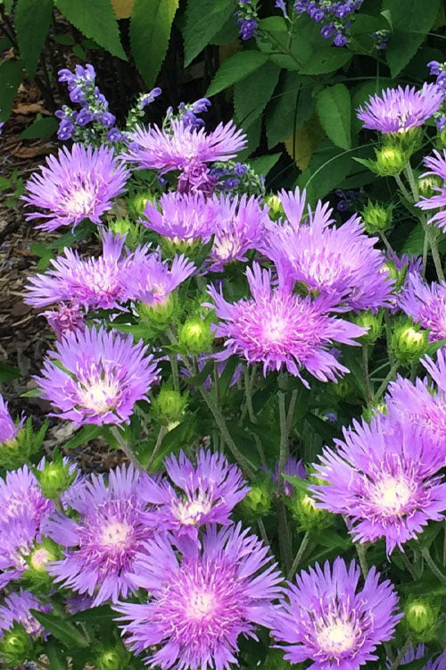  Blue Danube Stoke's Aster (Stokesia) - 1 Gallon Pot