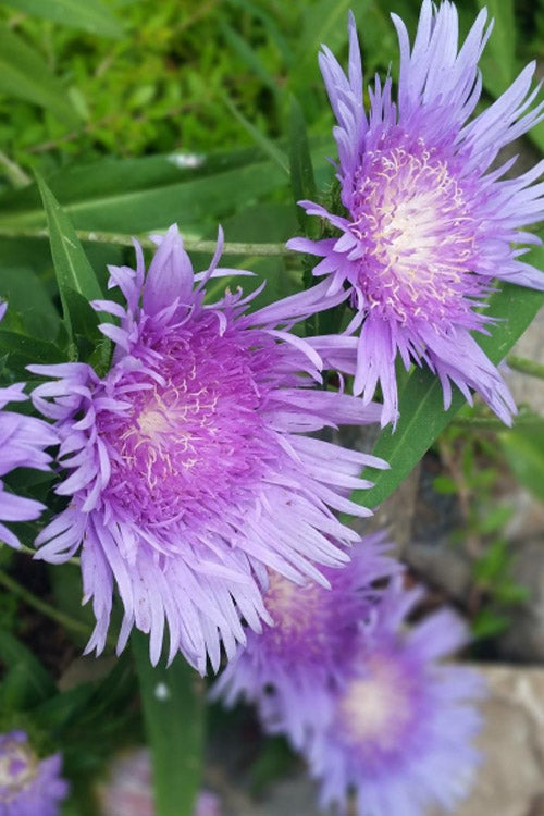  Blue Danube Stoke's Aster (Stokesia) - 1 Gallon Pot