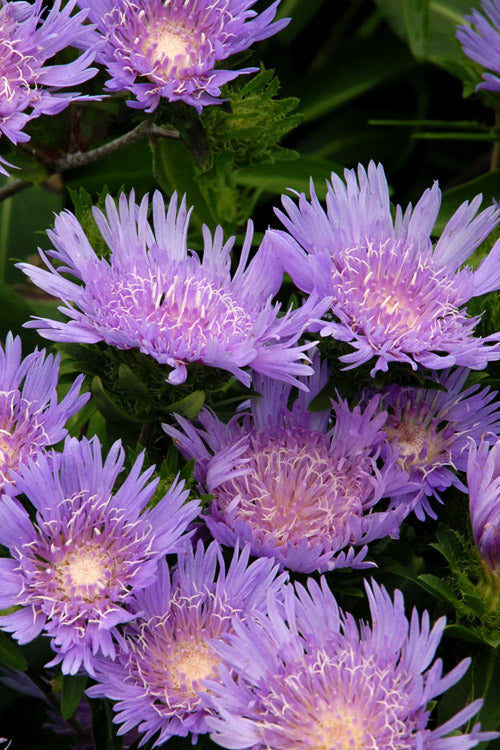  Blue Danube Stoke's Aster (Stokesia) - 1 Gallon Pot
