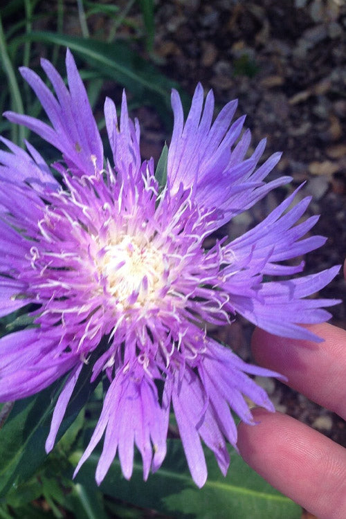  Blue Danube Stoke's Aster (Stokesia) - 1 Gallon Pot