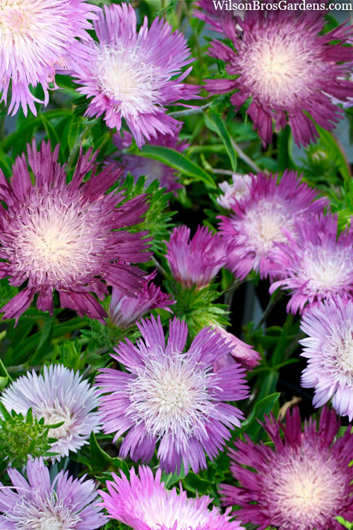  Color Wheel Stokesia (Stokes Aster) - 5 Pack Of Quart Pots