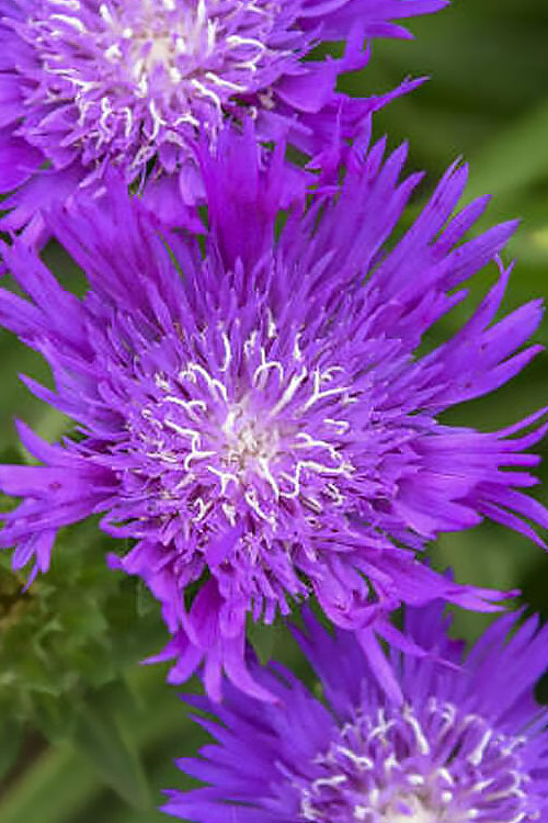  Honeysong Purple Stokesia (Stokes Aster) - 1 Gallon Pot