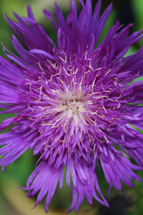  Honeysong Purple Stokesia (Stokes Aster) - 6-Pack Of 1 Gallon Pots