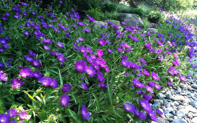  Honeysong Purple Stokesia (Stokes Aster) - 1 Gallon Pot