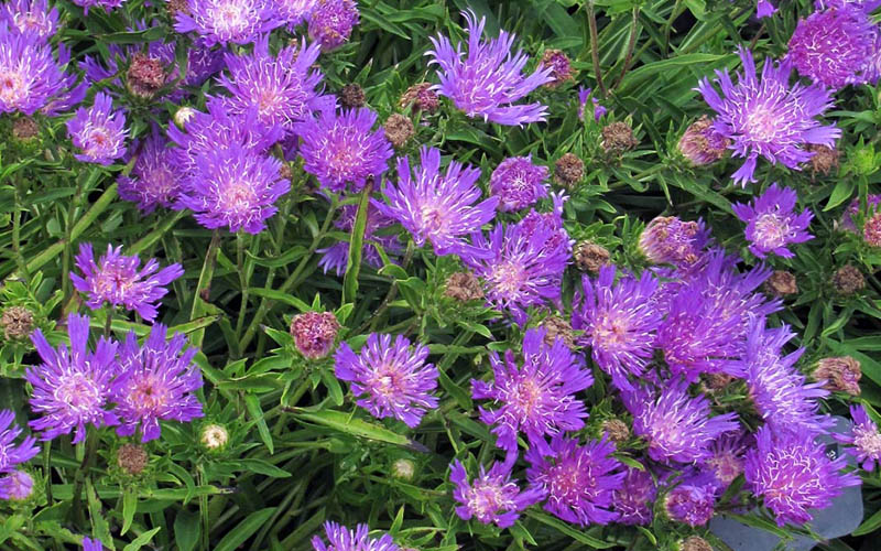  Honeysong Purple Stokesia (Stokes Aster) - 1 Gallon Pot