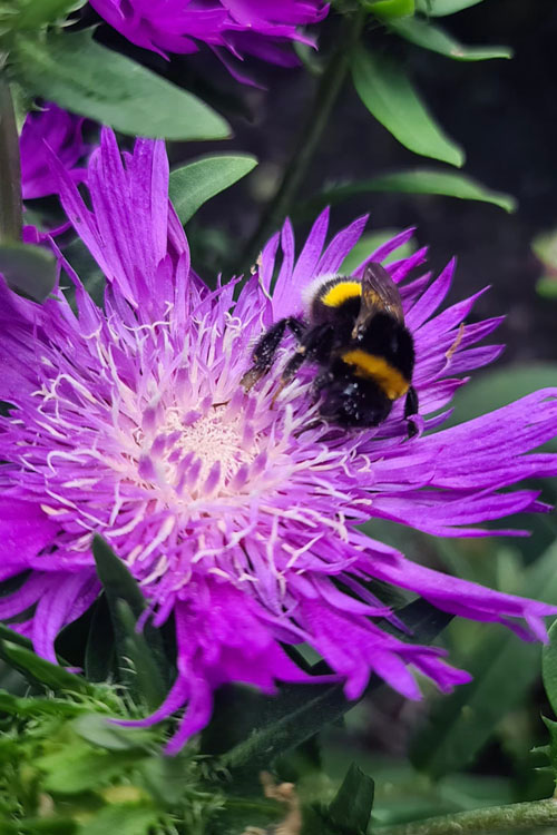  Honeysong Purple Stokesia (Stokes Aster) - 1 Gallon Pot