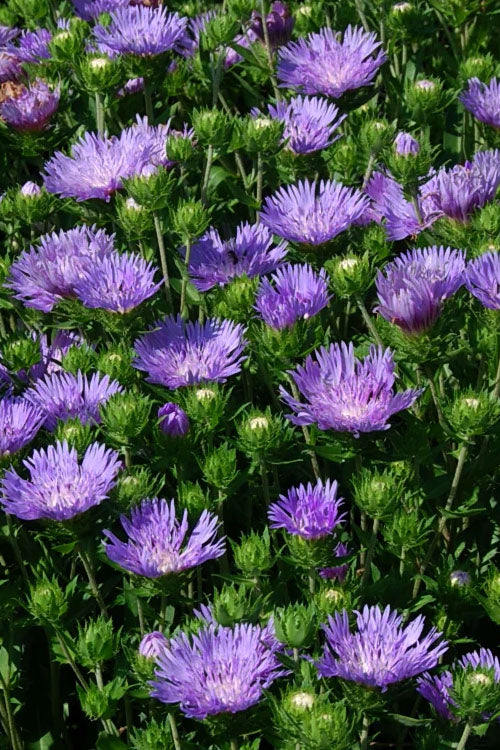  Peachie's Pick Stokes Aster (Stokesia) - 1 Gallon Pot